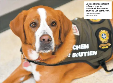  ?? PHOTO AGENCE QMI, ROGER GAGNON ?? Le chien Sundae étaient présents pour la première fois dans une cause au Lac-Saint-Jean.