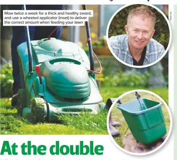  ??  ?? Mow twice a week for a thick and healthy sward, and use a wheeled applicator (inset) to deliver the correct amount when feeding your lawn