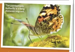  ??  ?? The painted lady butterfly is a longdistan­ce migrant.