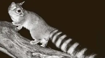  ?? David A. Northcott / Getty Images ?? The ringtail is a shy noctural mammal that is being spotted with increasing frequency in and around Central Texas.