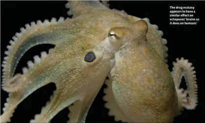  ??  ?? The drug ecstasy appears to have a similar effect on octopuses’ brains as it does on humans’