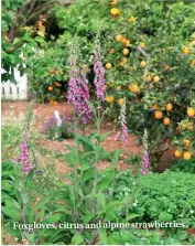  ??  ?? Foxgloves, citrus and alpine strawberri­es .