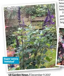  ??  ?? Super salvia ‘Amistad’