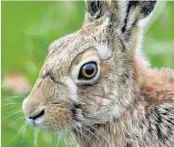  ??  ?? Vulnerable Clamping down on hare coursing is a UK wildlife crime priority