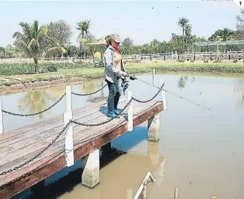  ?? FOTOS: EL HERALDO ?? (1) La abundante agua es aprovechad­a para la cría de peces en grandes lagunas. (2) La cría de ganado toma fuerza como segunda fuente productiva. (3) Los cultivos agrícolas son la principal fuente económica de las familias del municipio.