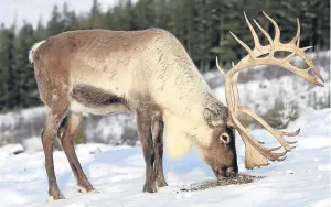  ??  ?? The reindeer prefer to feed on lichen heath during the winter months.