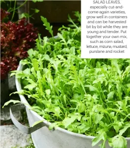  ??  ?? SALAD LEAVES, ESPECIALLY CUT-ANDCOME-AGAIN VARIETIES, GROW WELL IN CONTAINERS AND CAN BE HARVESTED BIT BY BIT WHILE THEY ARE YOUNG AND TENDER. PUT TOGETHER YOUR OWN MIX, SUCH AS CORN SALAD, LETTUCE, MIZUNA, MUSTARD, PURSLANE AND ROCKET