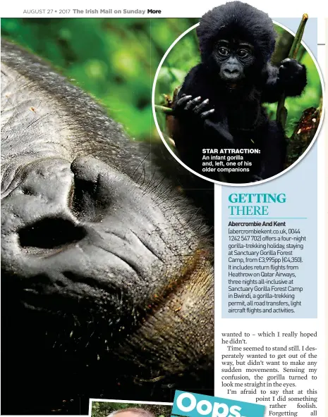  ??  ?? STAR ATTRACTION: An infant gorilla and, left, one of his older companions