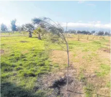  ?? FOTO: MOHAMAD ALI MOURAD ?? Die Partnergem­einden im Libanon schicken regelmäßig Fotos vom Fortgang der Projekte ins Westallgäu: Im Bürgerpark Ghazzé sind es Bilder von Baumpflanz­ungen.