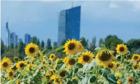  ?? Germany. Photograph: Ronald Wittek/EPA ?? Sunflowers bloom in front of the European Central Bank headquarte­rs in Frankfurt,