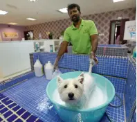  ??  ?? GIVE ME MY RUBBER DUCKY... Dogs are bathed, groomed, trimmed and they also get a massage.