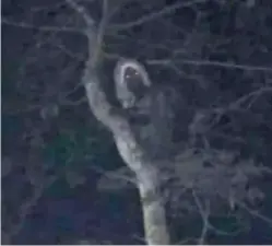  ?? ?? ABOVE: The photo posed by Mexican President Andrés Manuel López Obrador (below), which he said showed an alux, a sort of Mexican woodland spirit.