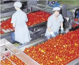  ?? X ?? Dos empleadas trabajan selecciona­do tomates en una fábrica.
