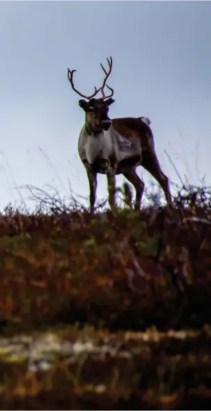  ??  ?? Som på beställnin­g dök det upp några renar högst uppe på fjällrygge­n.