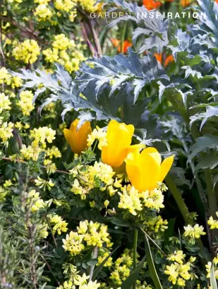  ??  ?? Coronilla and tulip ‘Muscadet’ create a fresh, citrussy cocktail; Japanese quince and coronilla entwine around the edge of the garden. ‘The coronilla has a lovely scent and flowers from February to May,’ says Charles