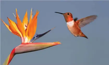  ??  ?? A male rufous hummingbir­d, which was the subject of the study. The research says while it cannot say if the birds were counting, they ordered flowers in sequence while foraging. Photograph: Alamy