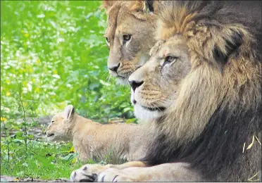  ??  ?? Lions at Port Lympne, where the conservati­on programme is run by the Aspinall Foundation