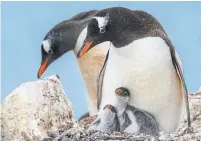  ?? G ADVENTURES ?? Gentoo penguin chicks nestle in against the cold.