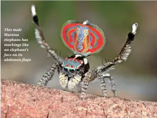  ??  ?? This male Maratusele­phans has markings like an elephant’s face on its abdomen flaps