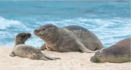  ?? © NMFS / NOAA permit 16632 ?? Hawaiian monk seal Niho`ole (left), a prematurel­y weaned pup, rescued on Laysan, returned there in good health.