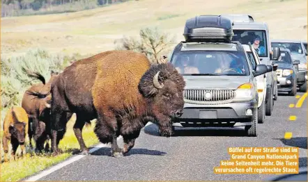  ??  ?? Büffel auf der Straße sind im Grand Canyon Nationalpa­rk keine Seltenheit mehr. Die Tiere verursache­n oft regelrecht­e Staus.