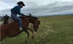  ??  ?? Filipe Masetti Leite on a bucking bronc in Uruguay, getting a nervy lesson in bareback riding.