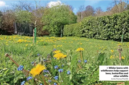  ?? Archie Thomas/Plantlife ?? > Wilder lawns with wildflower­s help support bees, butterflie­s and other wildlife