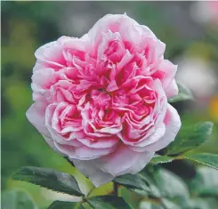  ?? ?? Want a fragrant rose? This is Per-Fyoom, an internatio­nal award winning bush rose with a glorious fragrance.