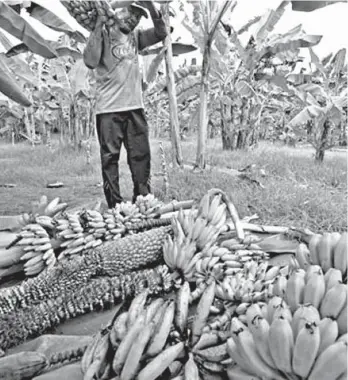  ??  ?? Saba Cardava are varieties used to make banana chips and other banana value-adding products and PBGEA urged cardava farmers to develop their production of this variety.