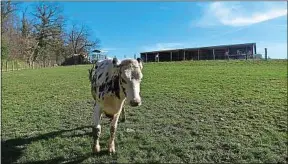  ??  ?? Les animaux abattus à la ferme ne quittent jamais leur environnem­ent.