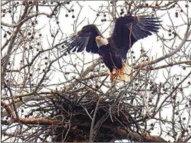  ??  ?? ABOVE: Willa, a female bald eagle, takes flight to find more sticks as she and her mate, Orv, build their nest at Carillon Historical Park. Two eaglets hatched at the end of April.