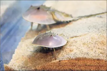  ?? Maritime Aquarium / Contribute­d photo ?? Two small horseshoe crabs explore their habitat in The Maritime Aquarium at Norwalk’s new Horseshoe Crab Culture Lab.