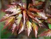 ??  ?? The feathery leaf of Acer ‘Beni Hagoromo’