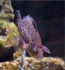  ??  ?? Above: Wrasse