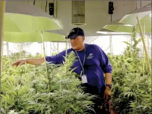  ?? Bloomberg News/MATTHEW STAVER ?? Ross Phillip looks at marijuana plants growing at the Sense of Healing grow facility in Denver on Dec. 9. The U.S. cannabis market has become one of the nation’s most power-hungry industries.