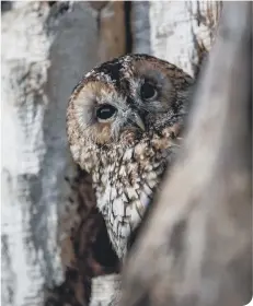  ??  ?? Make a date with these beautiful winter owls – picture: Charlotte Graham.