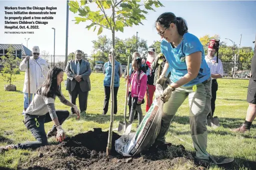  ?? PAT NABONG/SUN-TIMES ?? Workers from the Chicago Region Trees Initiative demonstrat­e how to properly plant a tree outside Shriners Children’s Chicago Hospital, Oct. 4, 2022.