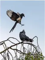  ??  ?? A juvenile magpie and a jackdaw squabble over a perch on a tree.