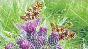  ??  ?? The butterflie­s are hard to find this year,” says Eric Niven, “so I went to a favourite place (Tullybacca­rt Hill) for seeing pearl bordered fritillari­es and spotted this pair on a thistle. I think they were feeling the cold though.”