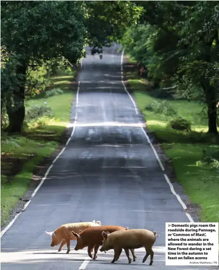  ?? Andrew Matthews / PA ?? > Domestic pigs roam the roadside during Pannage, or ‘Common of Mast’, where the animals are allowed to wander in the New Forest during a set time in the autumn to feast on fallen acorns