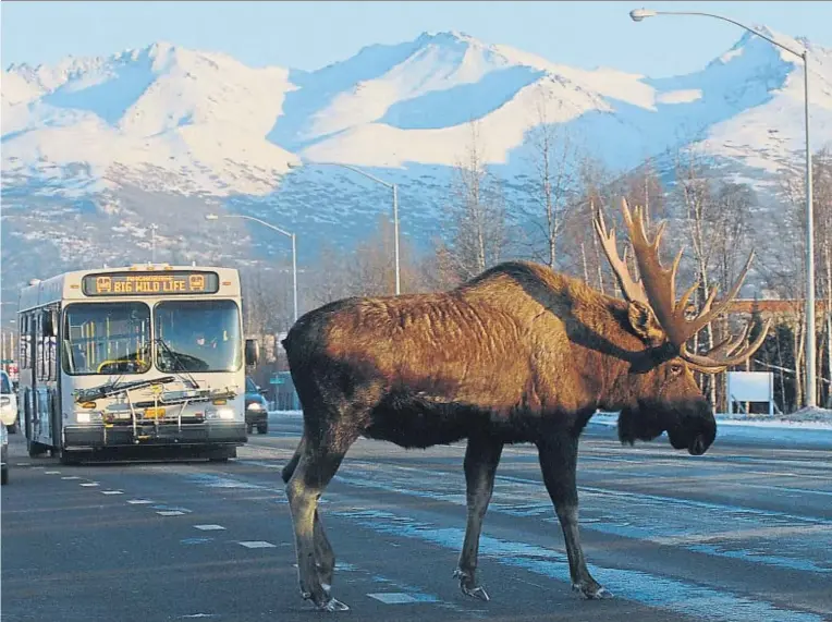  ?? ANCHORAGE DAILY NEWS / GETTY ?? Elementos inesperado­s pueden crear en cualquier momento atascos de tráfico en las pocas carreteras que hay en Alaska