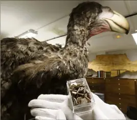  ?? (Ph. P. Blanchard) ?? Des oeufs brisés de cet oiseau géant ont été retrouvés dans le Var.