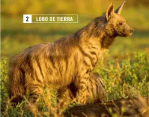  ??  ?? 2 LOBO DE TIERRA
GETTY