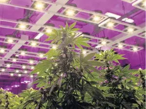  ?? PHOTO: REUTERS ?? All above board . . . Cannabis plants fill a room in an aquaponics growing operation by licensed marijuana producer Green Relief in Flamboroug­h, Ontario, Canada.