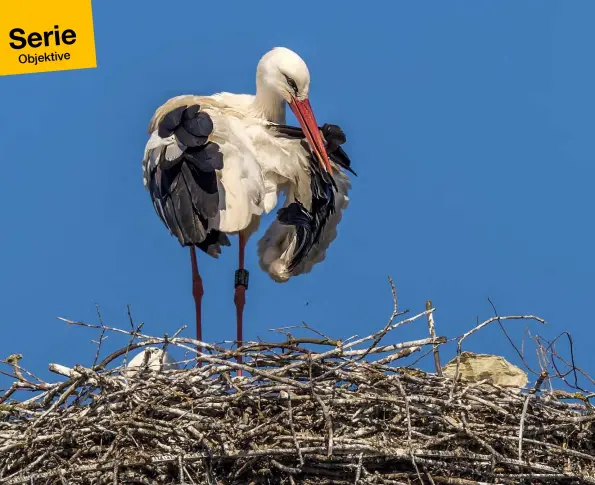  ??  ?? Weißstorch AW618. Idylle am Dorfplatz in Pfatter (LK Regensburg). Die Storchenbi­lder entstanden mit Blende 8 bei 1/640s und ISO100 aus einer Entfernung von etwa 50m aus der Hand. Ausschnitt: 100%, Originalfo­rmat wie A. Dank der brillanten Bildqualit­ät ist sogar die Schrift auf dem Ring lesbar (Foto B). Die Recherche ergibt: Der Storch ist 2015 in Ehingen geschlüpft und wurde bereits in Spanien und Chemnitz gesichtet.
A