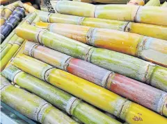  ??  ?? Stacks of sugar cane. Sugar millers anticipate another hard year for the industry because of the coronaviru­s and drought.