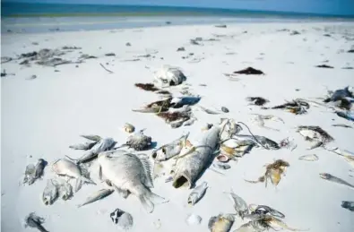  ?? CAROL SWAN ?? Dead fish, victims of the red tide, on a Florida beach.