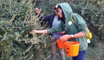  ?? COURTESY PHOTO ?? Volunteers Maya Carrasco, front, and Bhavani Ganeshalin­gan harvest acorns during a Rivers & Lands Conservanc­y event at the Cienega Canyon Preserve in Calimesa on Oct. 28to help restore and bolster the health of oak woodlands.