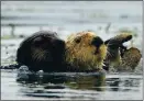  ?? DOUG DURAN STAFF ARCHIVES ?? Sea otters float in the Elkhorn Slough in Moss Landing on July 23. Sea otters eat up to 25% of their body weight daily.