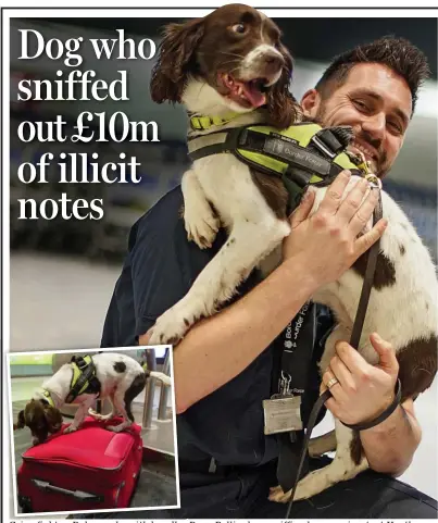  ??  ?? Crimefight­er: Ruby works with handler Dave Bellingham sniffing luggage, inset, at Heathrow